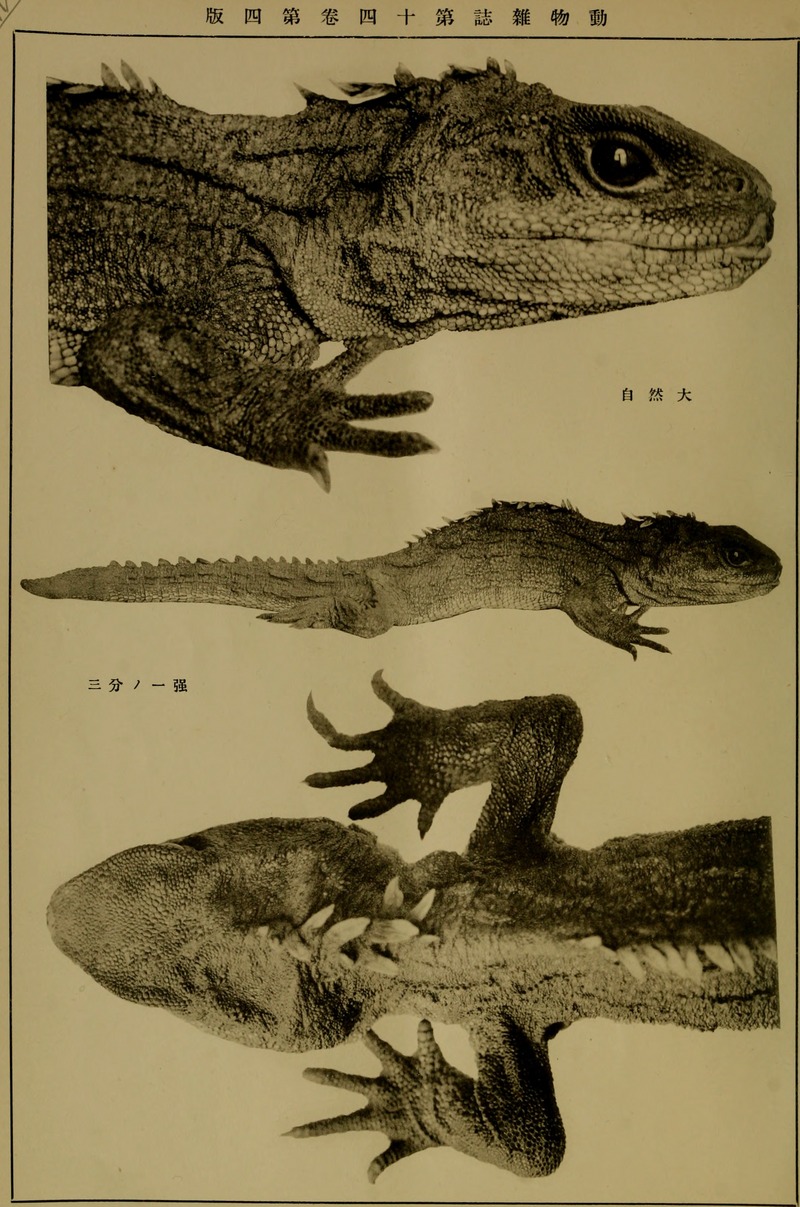 Dbutsugaku zasshi (1902) (20655508428) - Northern tuatara (Sphenodon punctatus).jpg