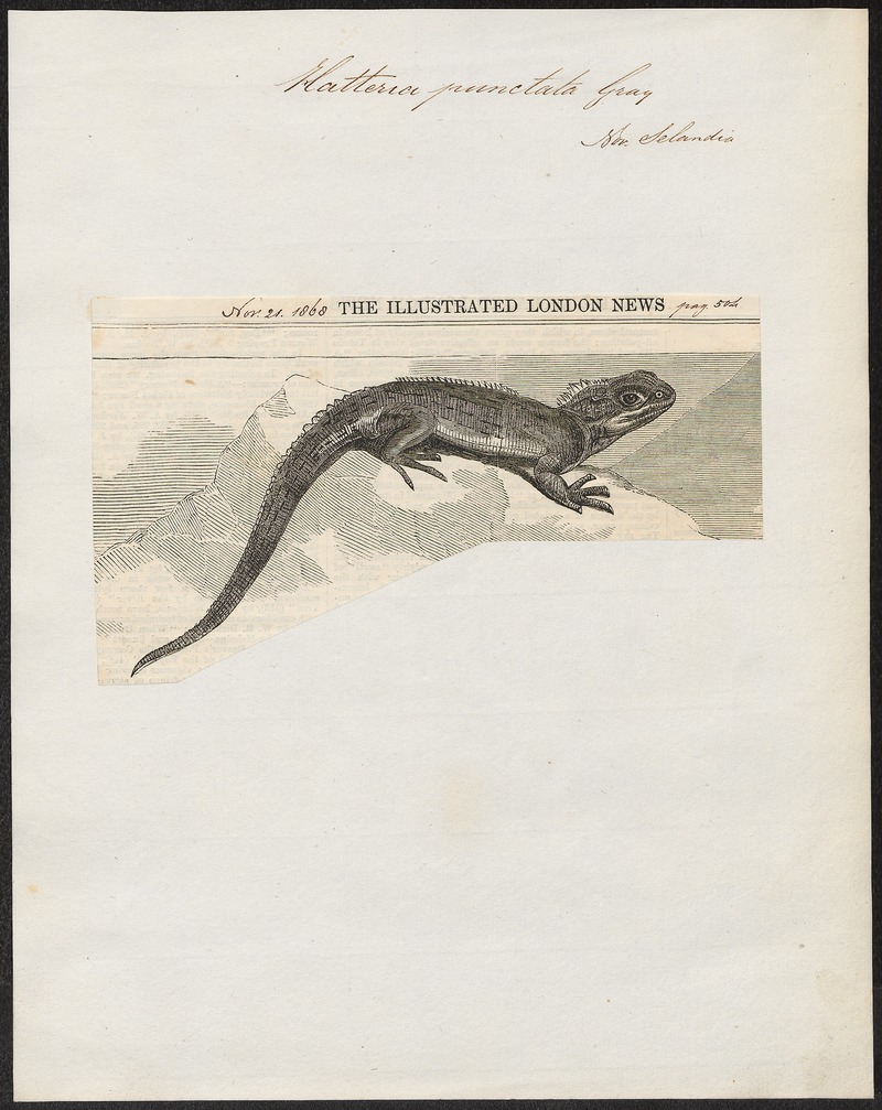 Hatteria punctata - 1868 - Print - Iconographia Zoologica - Special Collections University of Amsterdam - UBA01 IZ12600001 - Northern tuatara (Sphenodon punctatus).jpg