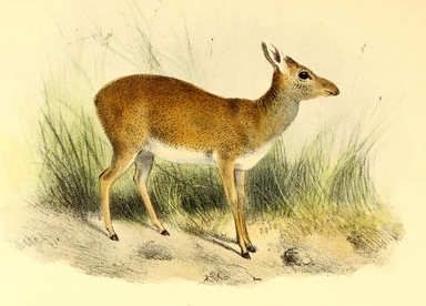 The book of antelopes (1894) Madoqua guentheri - Günther's dik-dik (Madoqua guentheri).png