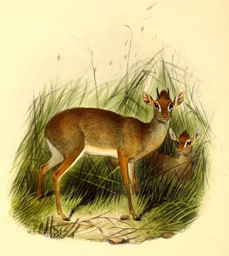 The book of antelopes (1894) Madoqua saltiana - Salt's dik-dik (Madoqua saltiana).png