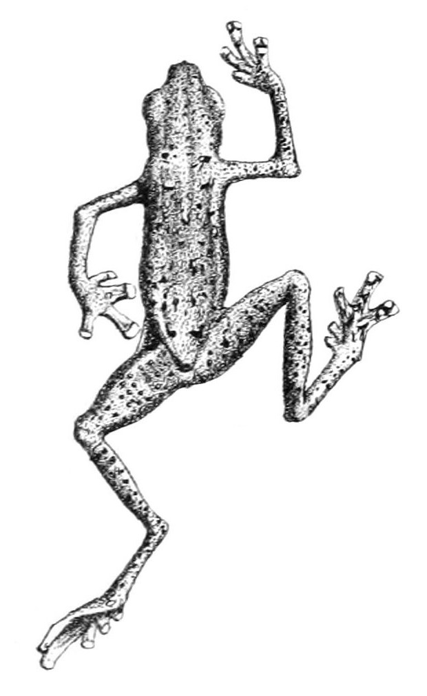Pelophryne guentheri - Pelophryne guentheri (Günther's flathead toad).jpg