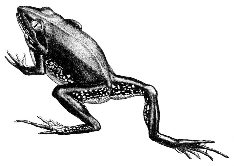 Litoria alboguttata - striped burrowing frog (Cyclorana alboguttata).jpg