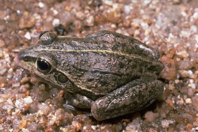 Cyclorana alboguttata03 - striped burrowing frog (Cyclorana alboguttata).jpg