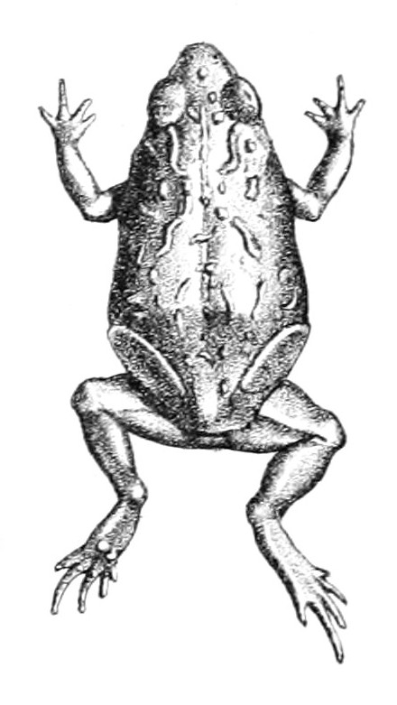Pseudophryne guentheri - Günther's Toadlet (Pseudophryne guentheri).jpg