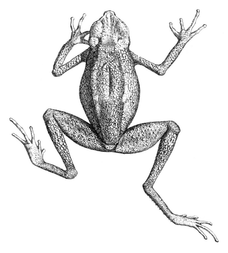 Ansonia leptopus - Ansonia leptopus (Matang stream toad).jpg