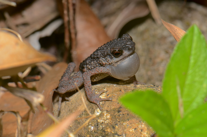 Ansonia spinulifer (19924914102) - Ansonia spinulifer (spiny slender toad, Kina Balu stream toad).jpg
