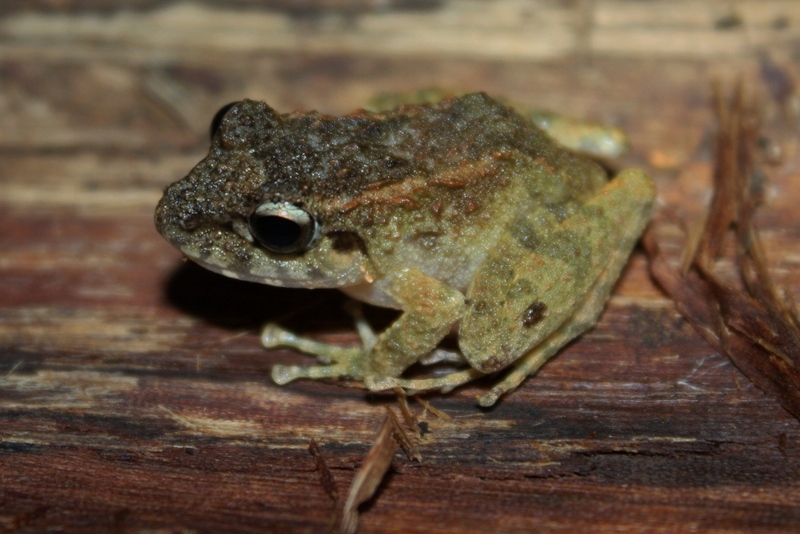 Guenther's Forest Frog (Platymantis guentheri)3 - Platymantis guentheri (Günther's forest frog).jpg