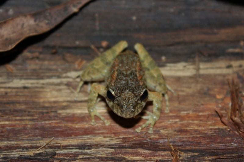 Guenther's Forest Frog (Platymantis guentheri)2 - Platymantis guentheri (Günther's forest frog).jpg