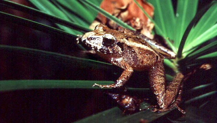 Ischnocnema guentheri01 - Ischnocnema guentheri (Steindachner's robber frog).jpg