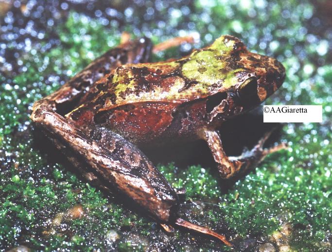 Ischnocnema guentheri02 - Ischnocnema guentheri (Steindachner's robber frog).jpg