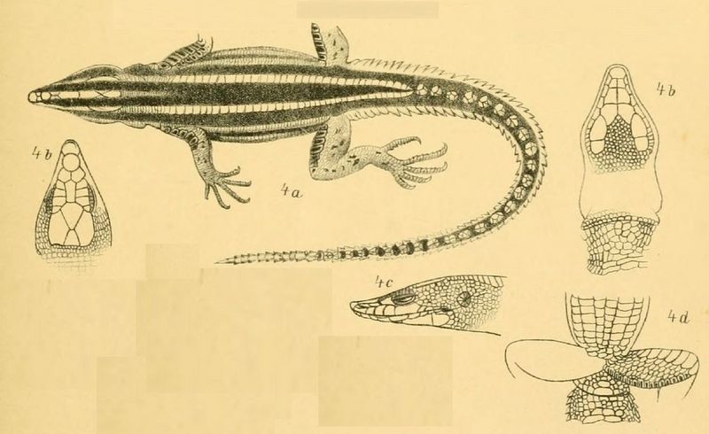 Holaspis laevis - Holaspis laevis (eastern neon blue-tailed tree lizard).jpg