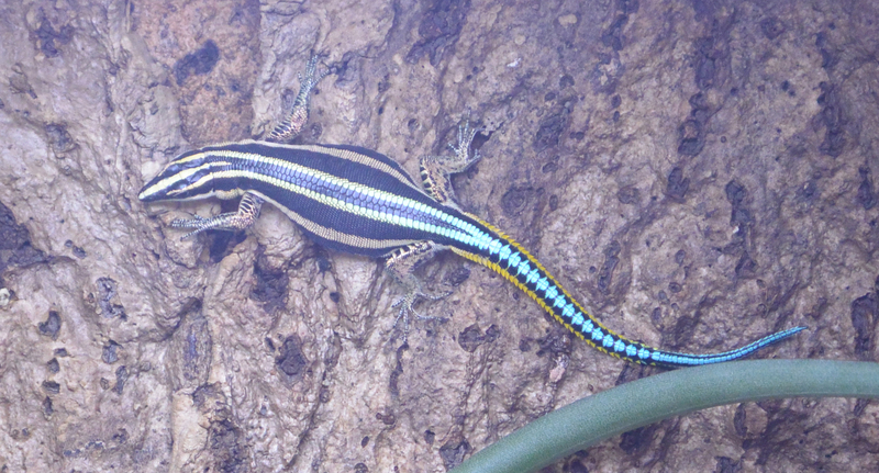 Blaue Sägeschwanzeidechse (Holaspis guentheri) (9714928345) - Holaspis guentheri (western neon blue-tailed tree lizard).jpg