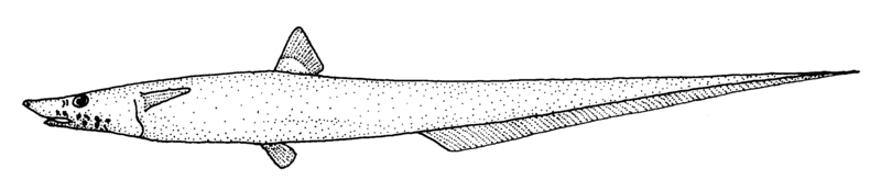 Halosaurus pectoralis (Goanna fish) - Halosaurus pectoralis (goanna fish, Australian halosaur).gif