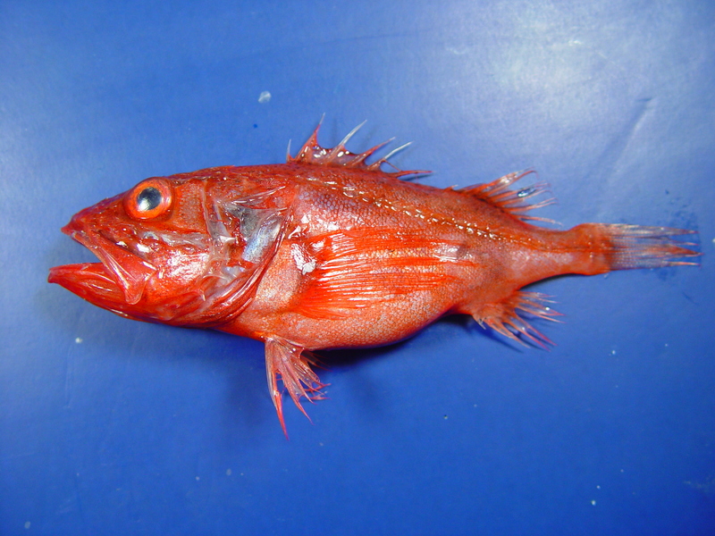 Setarches guentheri by NOAA - Setarches guentheri, Channeled rockfish.jpg