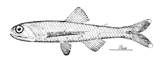 Lepidophanes guentheri - Lepidophanes guentheri, Günther's lanternfish.jpg