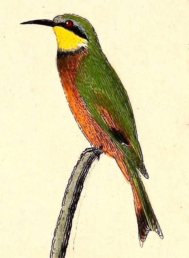 Merops pusillus 1832 - little bee-eater (Merops pusillus).jpg