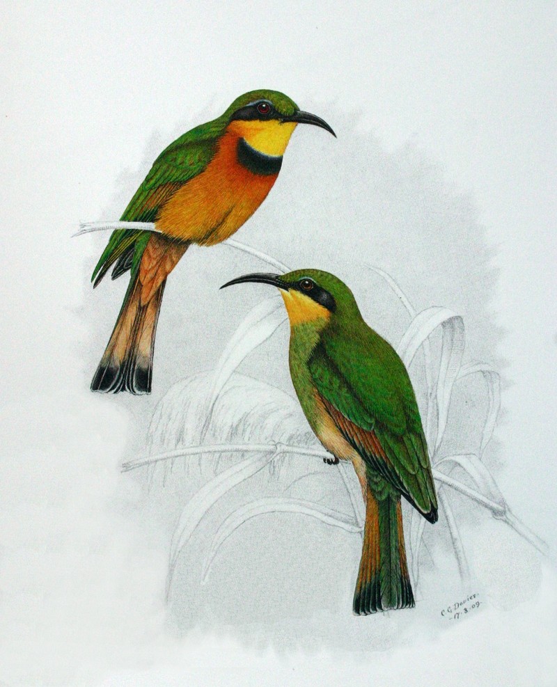 Merops pusillus.00a - little bee-eater (Merops pusillus).jpg