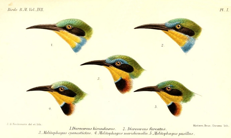 Merops.Keulemans - Swallow-tailed Bee-eater (Merops hirundineus), Little Bee-eater (Merops pusillus).jpg