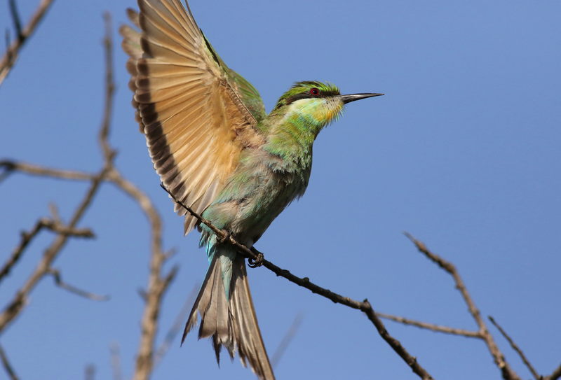 Swallow-tailed bee-eater, Merops hirundineus, at Elephant Sands Lodge, Botswana (31445018704) - swallow-tailed bee-eater (Merops hirundineus).jpg