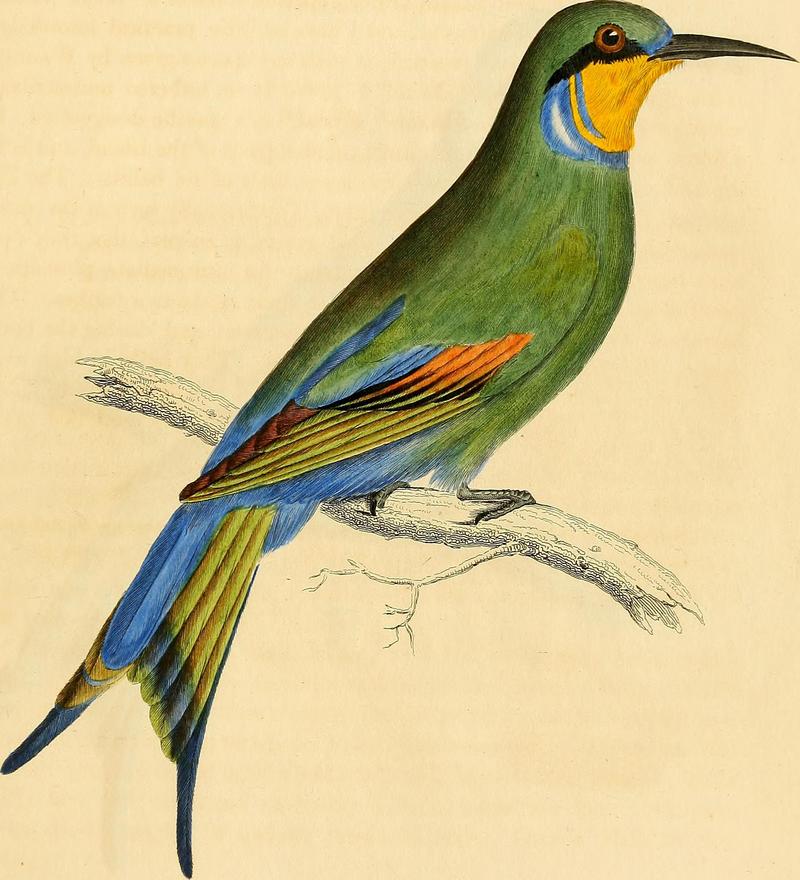 Illustrations of ornithology (1826) (14565755789) - swallow-tailed bee-eater (Merops hirundineus).jpg