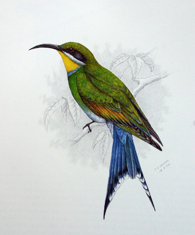 Merops hirundineus00 - swallow-tailed bee-eater (Merops hirundineus).jpg