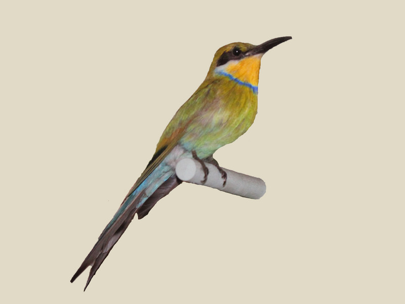 Swallow-tailed Bee-eater RWD - swallow-tailed bee-eater (Merops hirundineus).jpg