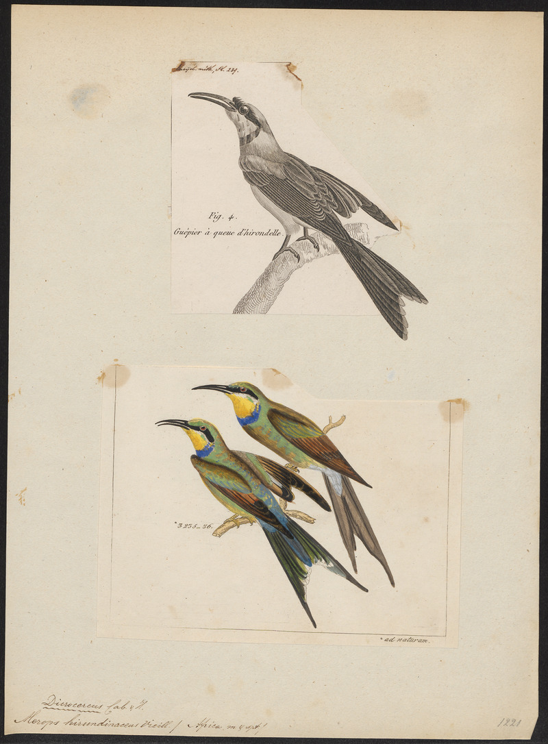 Merops hirundinaceus - 1700-1880 - Print - Iconographia Zoologica - Special Collections University of Amsterdam - UBA01 IZ16800351 - swallow-tailed bee-eater (Merops hirundineus).jpg