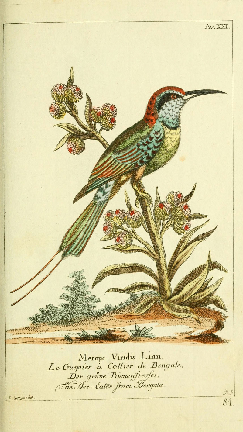 Gemeinnüzzige Naturgeschichte des Thierreichs (Plate 84) (6008538335) - blue-throated bee-eater (Merops viridis).jpg