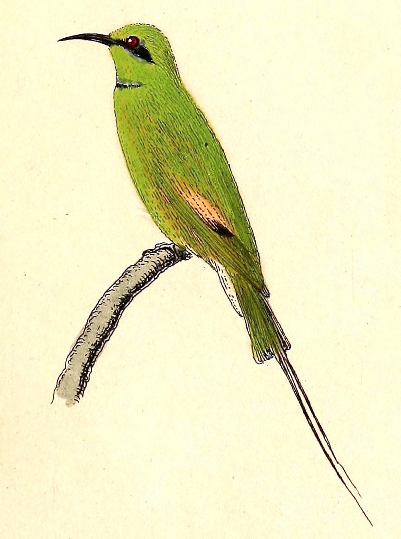 Merops orientalis cleopatra 1832 - Merops orientalis cleopatra (green bee-eater).jpg
