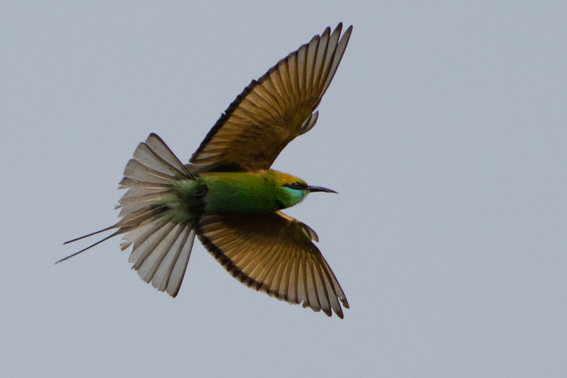 Green Bee-eater clicked at Nagpur, India, by Dr. Tejinder Singh Rawal - green bee-eater (Merops orientalis).jpg