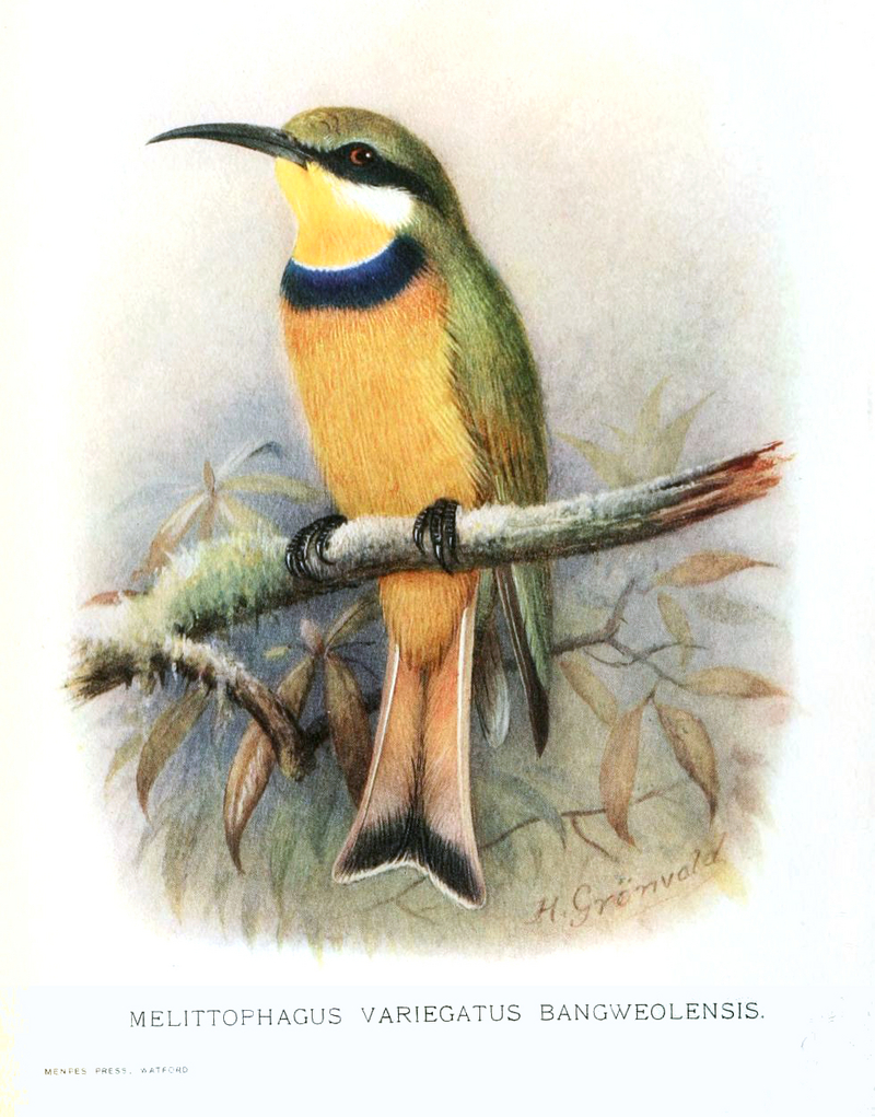 Melittophagus.Variegatus.Gronvold - blue-breasted bee-eater (Merops variegatus).jpg