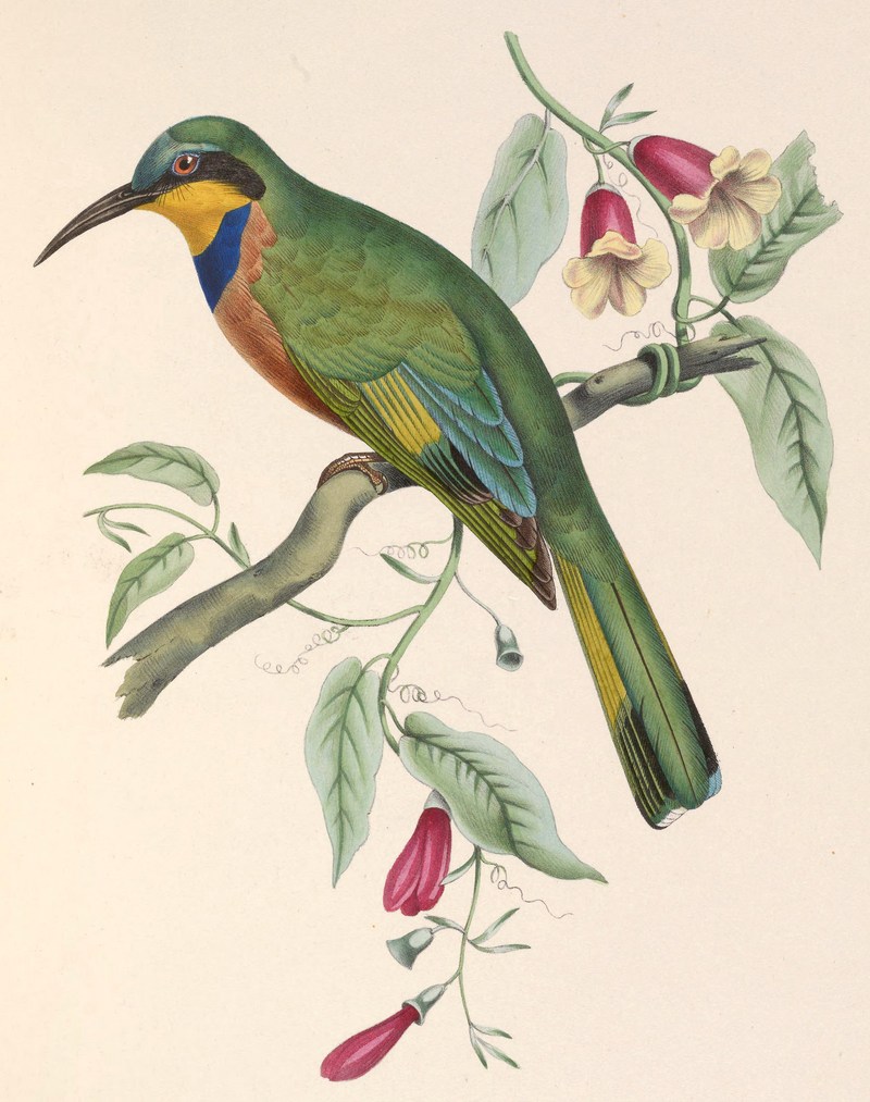 Merops variegatus lafresnayii 1849 - blue-breasted bee-eater (Merops variegatus).jpg
