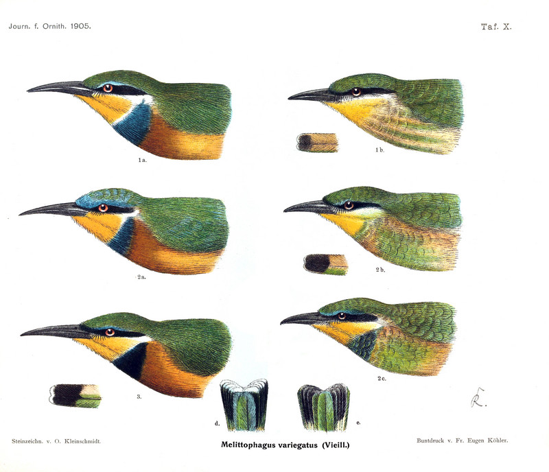 Journal für Ornithologie (1905) (14726939396) - blue-breasted bee-eater (Merops variegatus), cinnamon-chested bee-eater (Merops oreobates).jpg