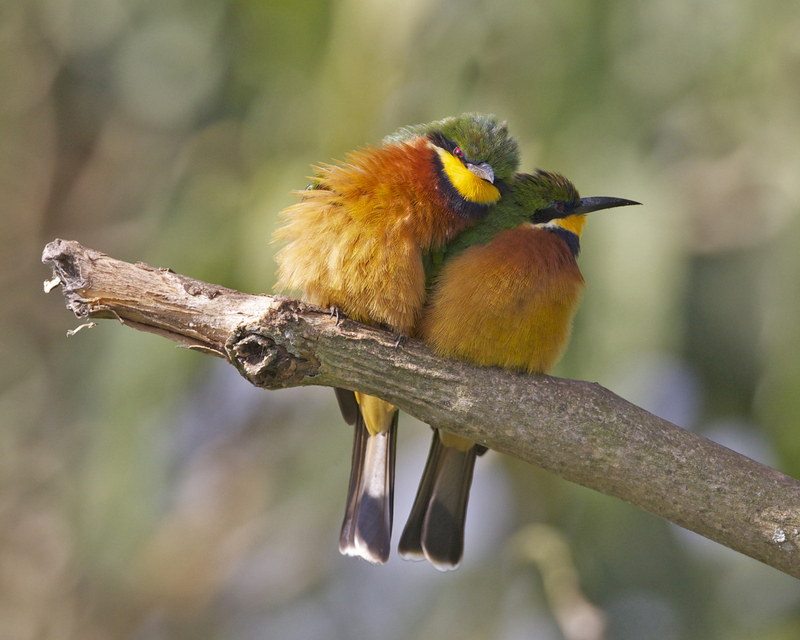 Lovey dovey - by bee-eaters - Flickr - Lip Kee - cinnamon-chested bee-eater (Merops oreobates).jpg
