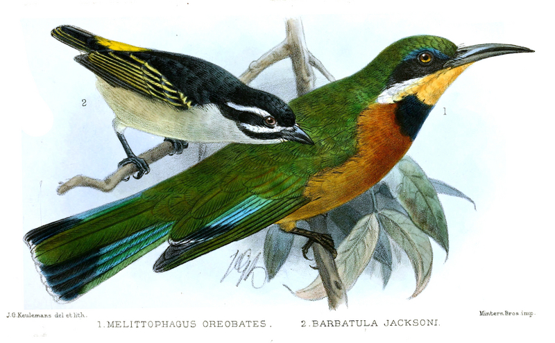 Mellitophagus.Barbatula.Keulemans - cinnamon-chested bee-eater (Merops oreobates), yellow-rumped tinkerbird (Pogoniulus bilineatus jacksoni).jpg