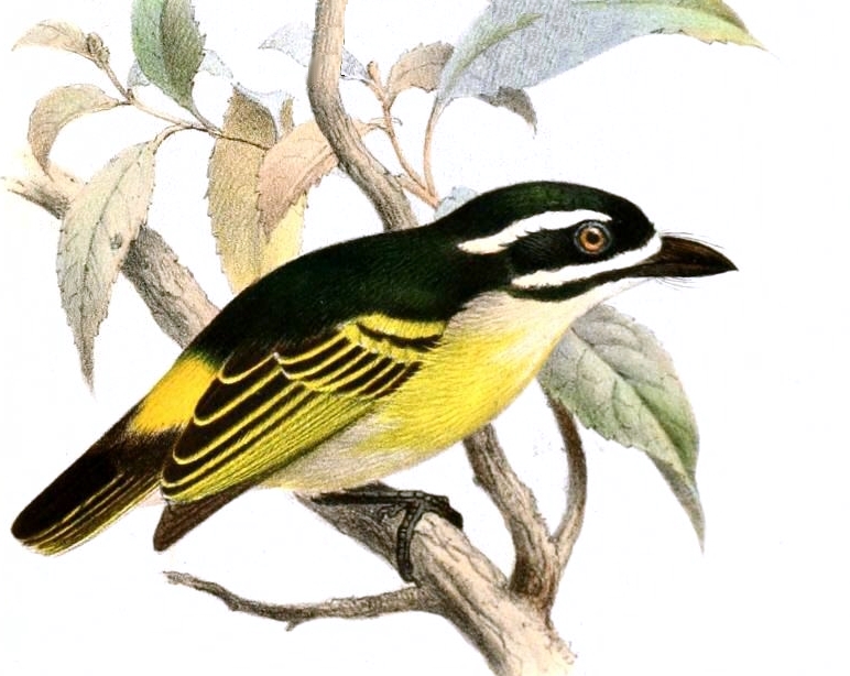 Pogoniulus bilineatus Keulemans - yellow-rumped tinkerbird (Pogoniulus bilineatus).jpg