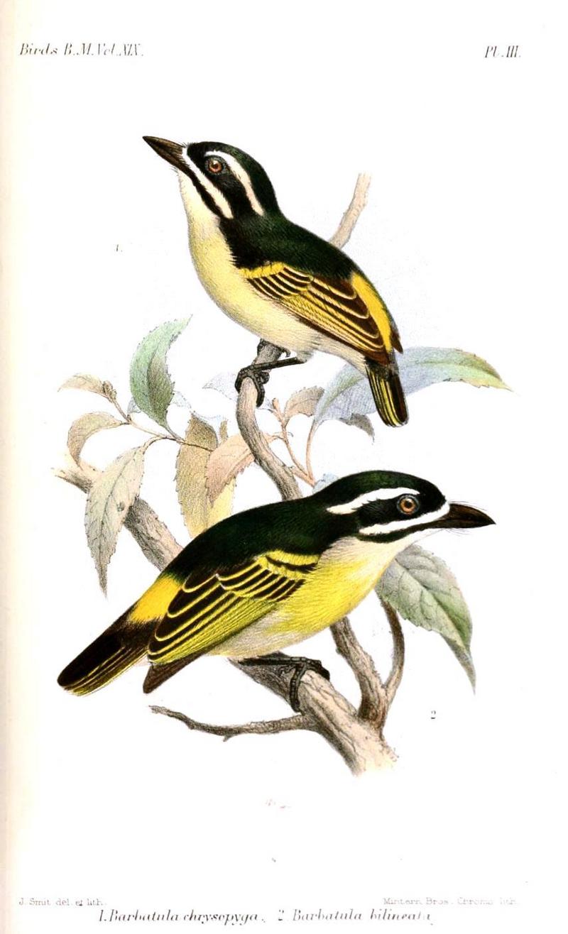Barbatula.Smit - yellow-throated tinkerbird (Pogoniulus subsulphureus), yellow-rumped tinkerbird (Pogoniulus bilineatus).jpg