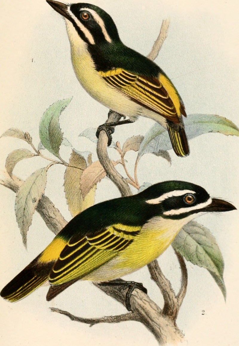 Catalogue of the Birds in the British Museum (1891 - 1891) (20584919441) - yellow-throated tinkerbird (Pogoniulus subsulphureus), yellow-rumped tinkerbird (Pogoniulus bilineatus).jpg
