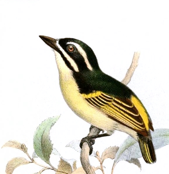 Pogoniulus subsulphureus Keulemans - yellow-throated tinkerbird (Pogoniulus subsulphureus).jpg