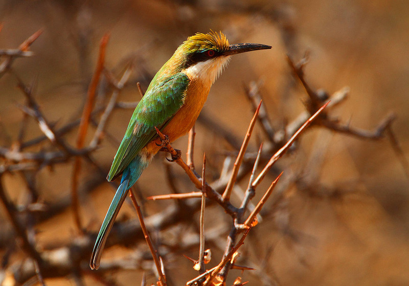 Somali Bee-eater, Merops revoilii.jpg
