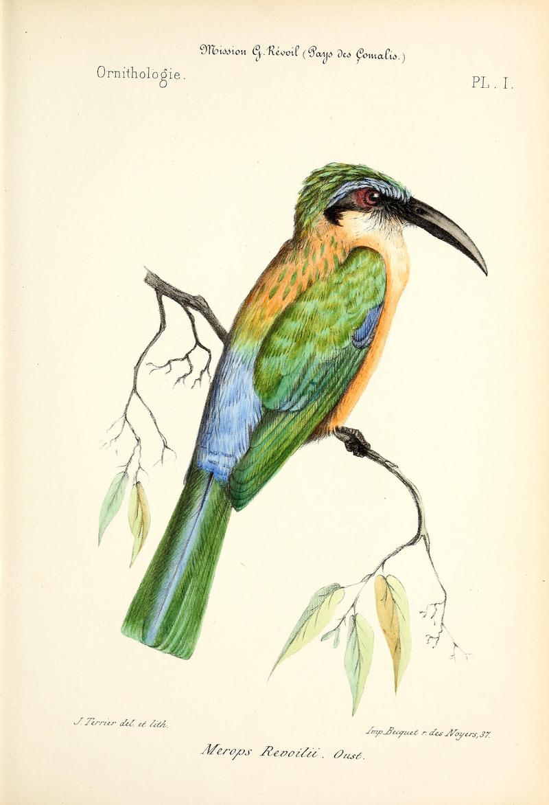 Faune et flore des pays Çomalis (Afrique orientale) (Plate I) BHL36881942 - Somali bee-eater (Merops revoilii).jpg