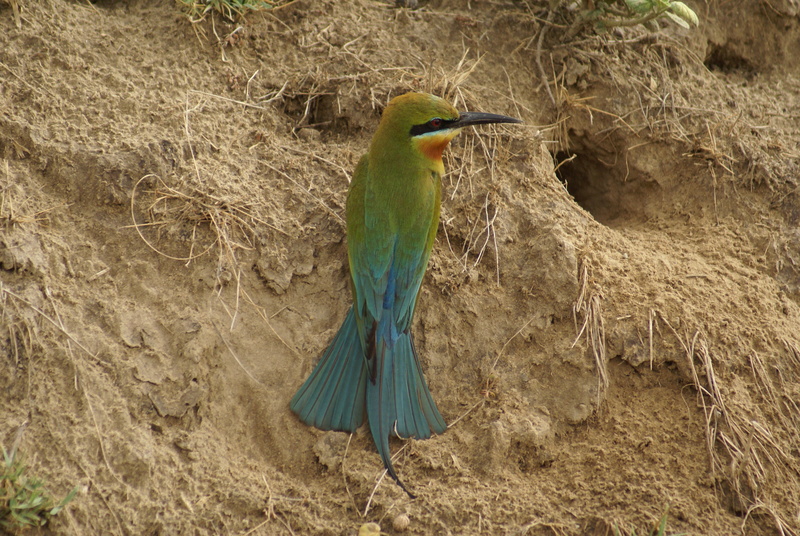 Blue-tailed Bee-eater Merops philippinus - blue-tailed bee-eater (Merops philippinus).jpg