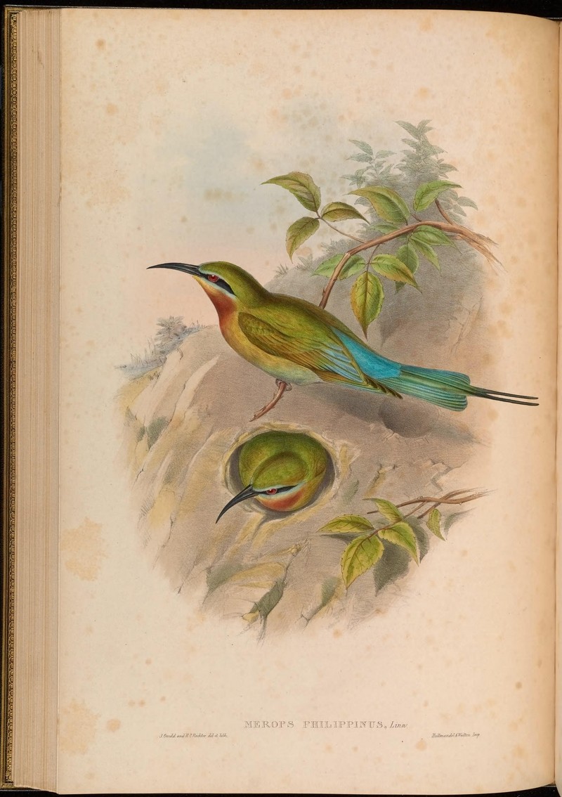 Birds of Asia - by John Gould (Plate 36) (6900264266) - blue-tailed bee-eater (Merops philippinus).jpg