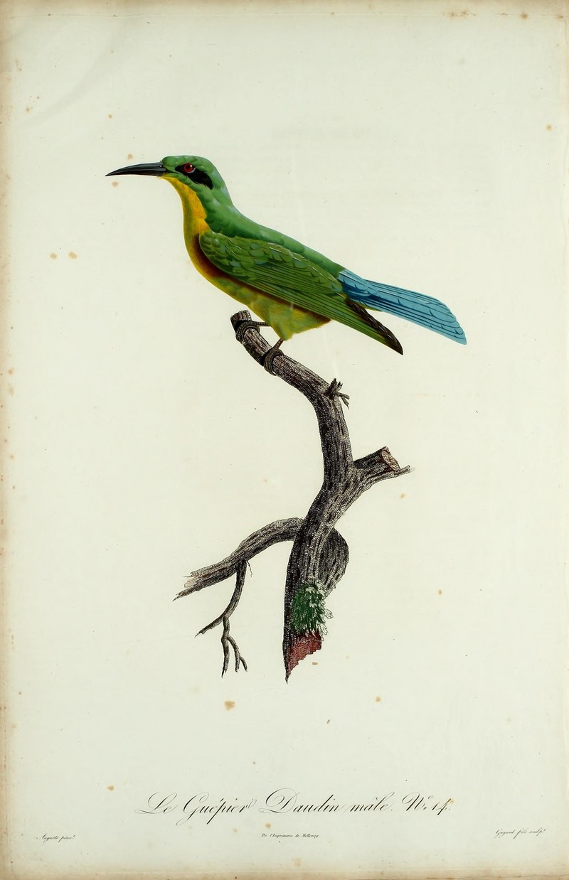 Histoire naturelle des promerops, et des guêpiers (No. 14) (21135422850) - blue-tailed bee-eater (Merops philippinus).jpg
