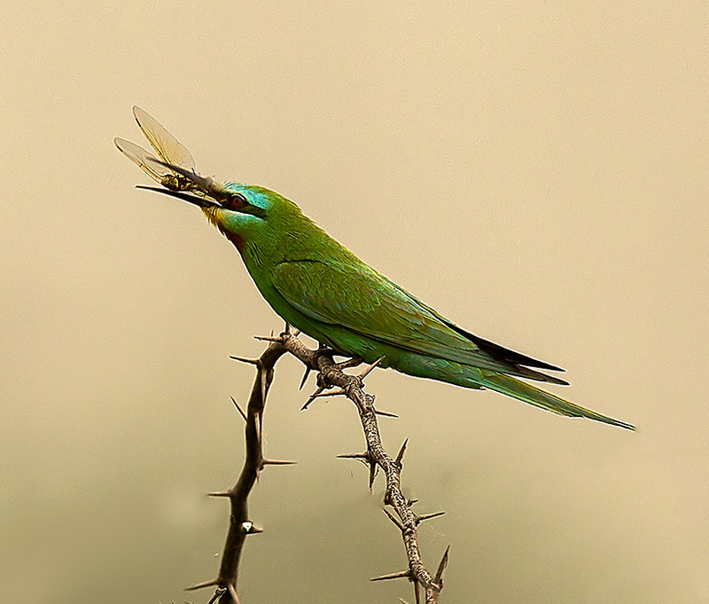 MG 1469 Blue face Bee eater INW 02 - blue-cheeked bee-eater (Merops persicus).jpg