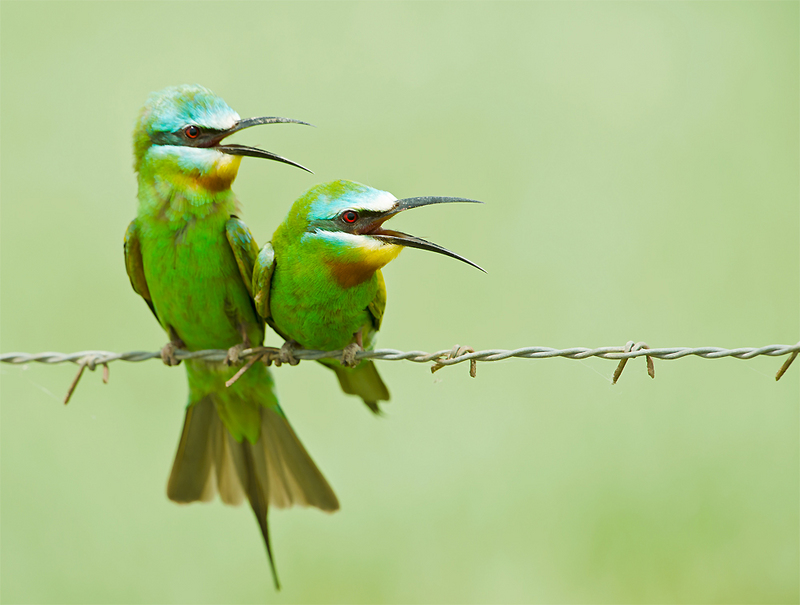 Bee-eater Courtship (7364348244) - blue-cheeked bee-eater (Merops persicus).jpg