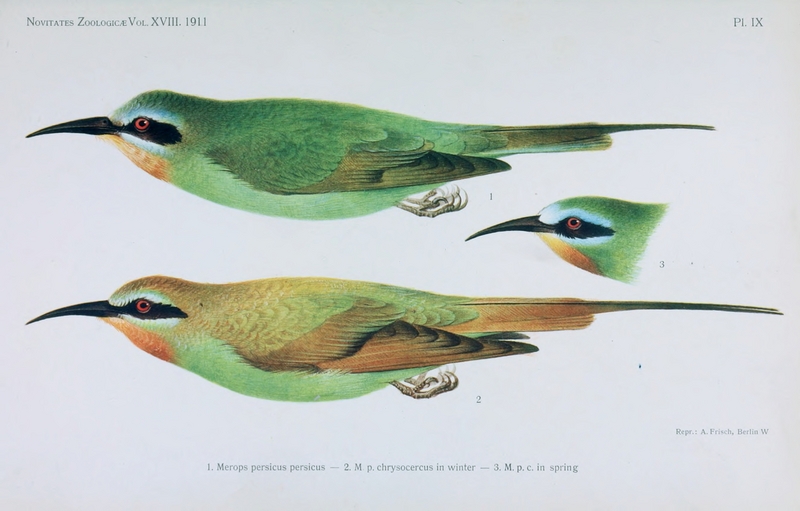 NovitatesZoologicae18 Pl09 - blue-cheeked bee-eater (Merops persicus).png