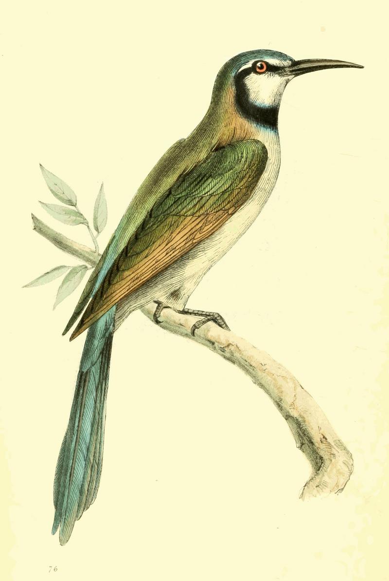 Zoological Illustrations Volume II Plate 76 - blue-cheeked bee-eater (Merops persicus).jpg