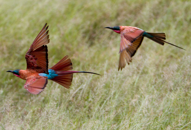 Merops nubicoides - bee-eaters - southern carmine bee-eater (Merops nubicoides).jpg