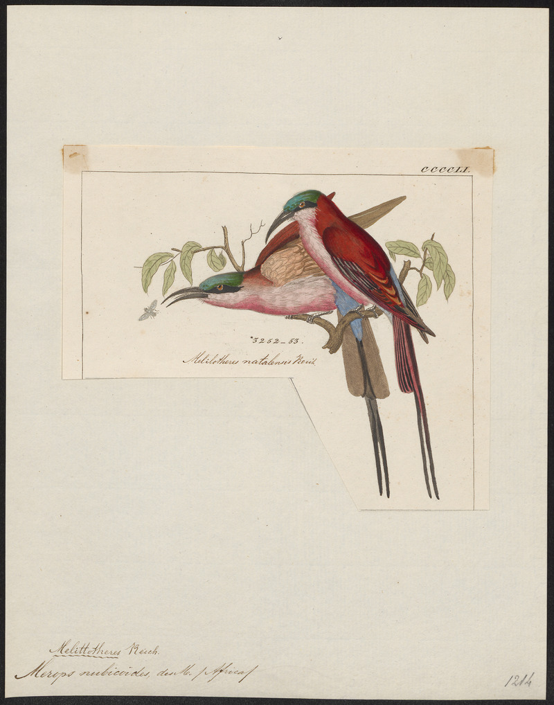 Merops nubicoides - 1820-1863 - Print - Iconographia Zoologica - Special Collections University of Amsterdam - UBA01 IZ16800337 - southern carmine bee-eater (Merops nubicoides).jpg